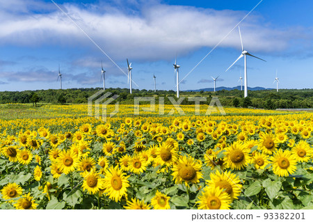 Nunobiki Kogen in summer Sunflowers in full bloom and windmills Koriyama City, Fukushima Prefecture Nunobiki Kogen in summer Sunflowers in full bloom and windmills Koriyama City, Fukushima Prefecture 93382201