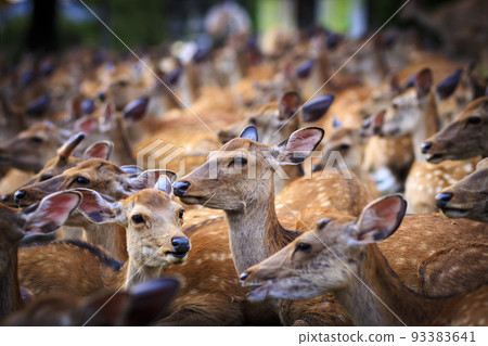 鹿群擠在一起 93383641