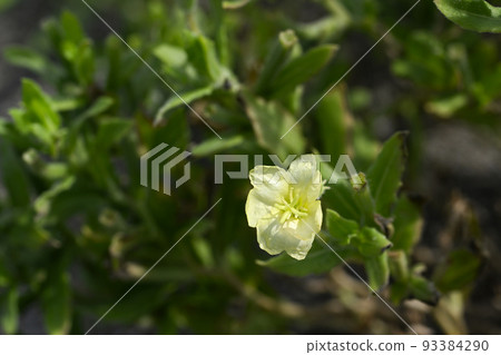 Koumatoyoigusa Koumatoyoigusa 93384290