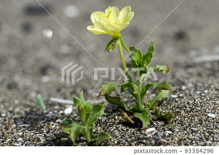 Koumatoyoigusa 93384296