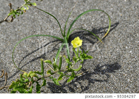 Koumatoyoigusa 93384297