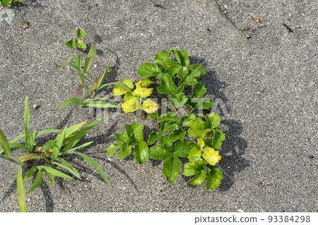 Squirrel Squirrel 93384298