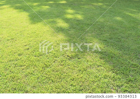 Lawn and tree shade 93384313