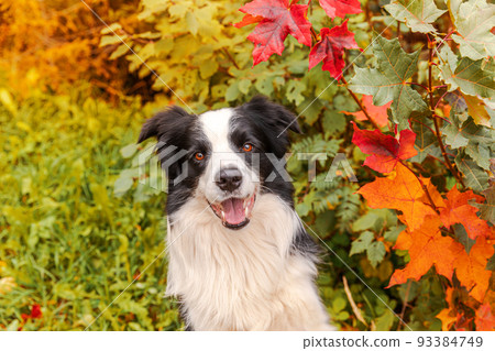 Funny smiling puppy dog border collie sitting on fall colorful foliage background in park outdoor. Dog on walking in autumn day. Hello Autumn cold weather concept 93384749