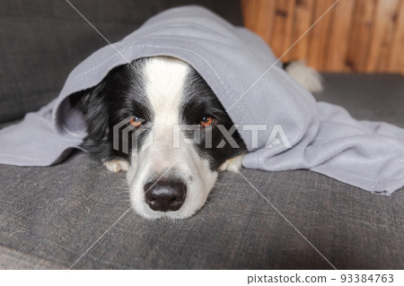 Funny puppy dog border collie lying on couch under plaid indoors. Little pet dog at home keeping warm hiding under blanket in cold fall autumn winter weather. Pet animal life Hygge mood concept Funny puppy dog border collie lying on couch under plaid indoors. Little pet dog at home keeping warm hiding under blanket in cold fall autumn winter weather. Pet animal life Hygge mood concept 93384763