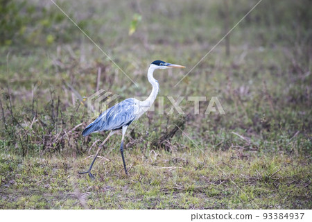 White necked heron in grassland environment, Pantanal , Brazil White necked heron in grassland environment, Pantanal , Brazil 93384937