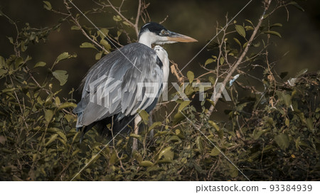 White necked heron, Pantanal , Brazil 93384939