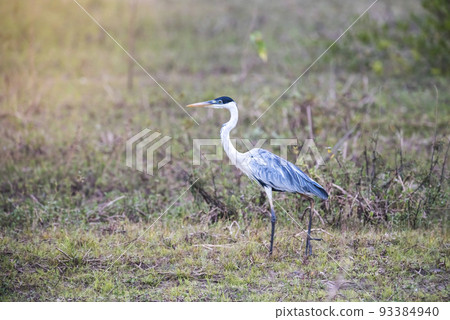 White necked heron in grassland environment, Pantanal , Brazil White necked heron in grassland environment, Pantanal , Brazil 93384940