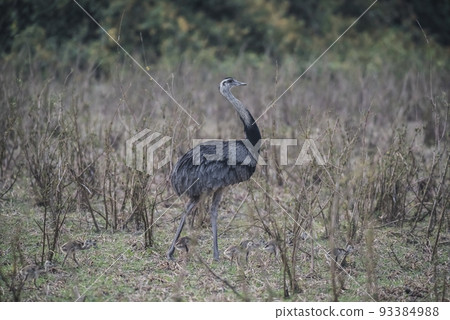 Greater Rhea with chicks, Rhea americana, Pantanal,Brazil 93384988