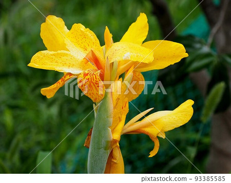 黃色美人蕉花特寫 93385585