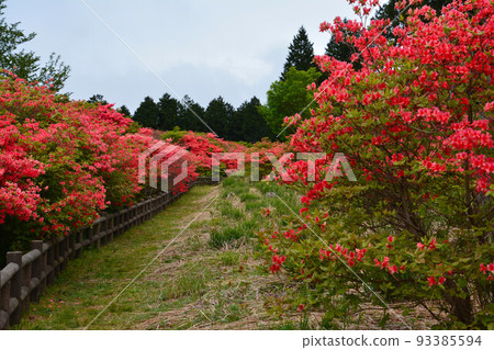 Funakubo Azalea Park (Yamakawa Town, Yoshinogawa City, Tokushima Prefecture) 93385594