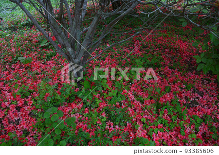Funakubo Azalea Park - Falling Flowers (Yamakawa-cho, Yoshinogawa City, Tokushima Prefecture) 93385606