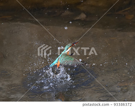 河邊的翠鳥。 93386372