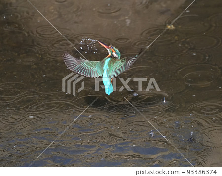 河邊的翠鳥。 93386374