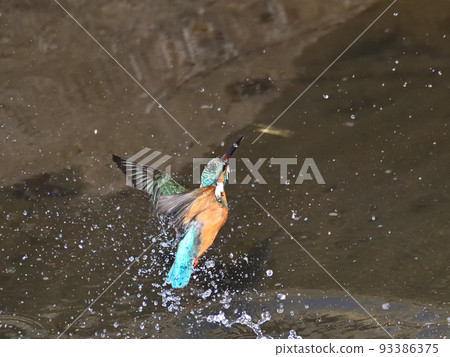 河邊的翠鳥。 93386375