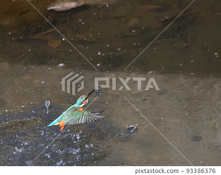 河邊的翠鳥。 93386376