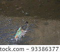 河邊的翠鳥。 93386377