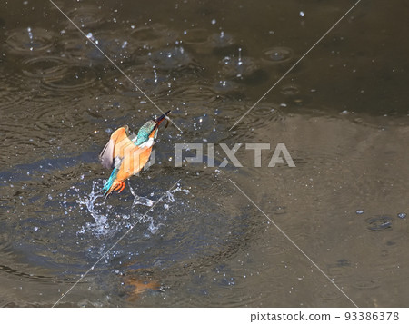 河邊的翠鳥。 93386378