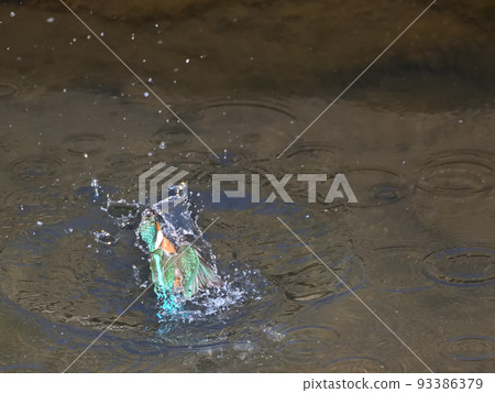 Kingfisher on the riverside. 93386379