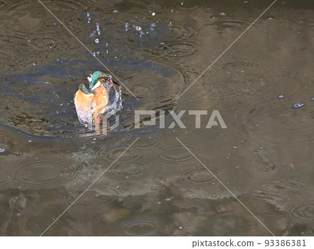 河邊的翠鳥。 93386381