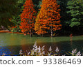 Autumn leaves of Bald cypress (Numasugi) 93386469