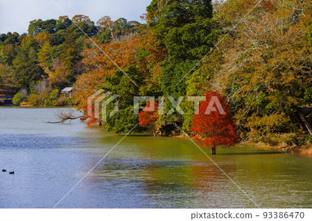 Autumn leaves of Bald cypress (Numasugi) Autumn leaves of Bald cypress (Numasugi) 93386470