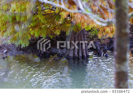 Autumn leaves of Bald cypress (Numasugi) Autumn leaves of Bald cypress (Numasugi) 93386472