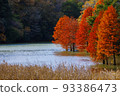 Autumn leaves of Bald cypress (Numasugi) 93386473