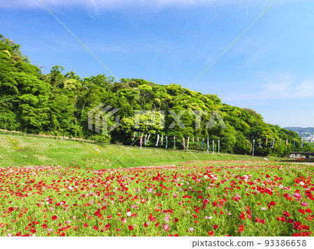 Flower country 93386658