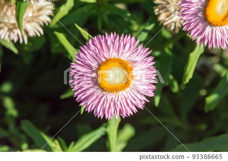 盛開的蠟菊 盛開的蠟菊 93386665