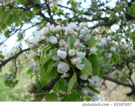 Pollination of flowers by bees pears. White pear flowers is a source of nectar for bees Pollination of flowers by bees pears. White pear flowers is a source of nectar for bees 93387007