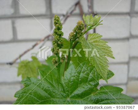 Flowering of a grapevine. Young branches of grapes with peduncles about to bloom in spring 93387067