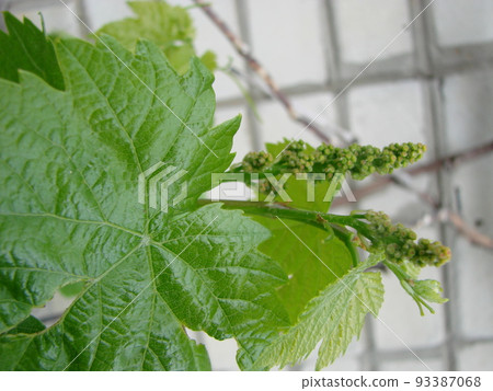 Flowering of a grapevine. Young branches of grapes with peduncles about to bloom in spring 93387068