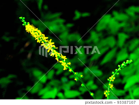 Landscape in nature 93387107