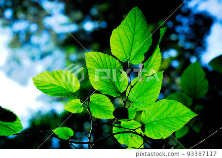 Landscape in nature Landscape in nature 93387117
