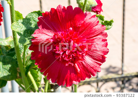 blooming hollyhock blooming hollyhock 93387122