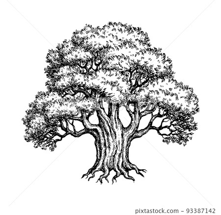 Yew tree ink sketch. 93387142