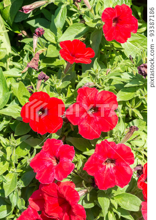 Blooming petunia Blooming petunia 93387186