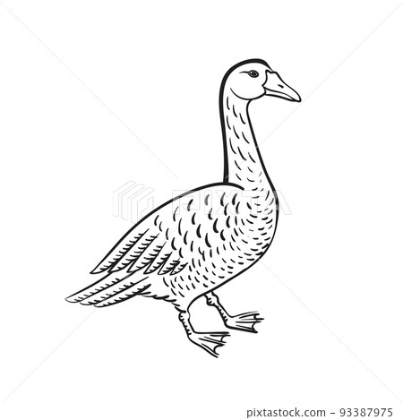 Branta black necked goose vector Branta black necked goose vector 93387975