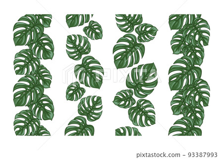 Monstera seamless borders set - Stock Illustration [93387993] - PIXTA