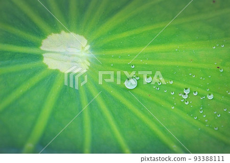 lotus leaf and water drops 93388111