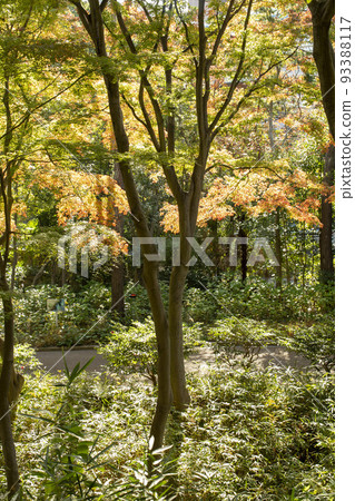 Autumn leaves in the garden Autumn leaves in the garden 93388117