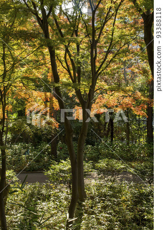 Autumn Garden Autumn Garden 93388118