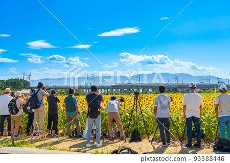 Ogaki sunflower field, sunflowers in full bloom, bullet trains and many photographers <Ogaki City, Gifu Prefecture> Ogaki sunflower field, sunflowers in full bloom, bullet trains and many photographers <Ogaki City, Gifu Prefecture> 93388446