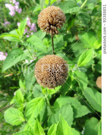 開花後 開花後 93388851