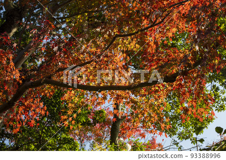 Autumn leaves Autumn leaves 93388996