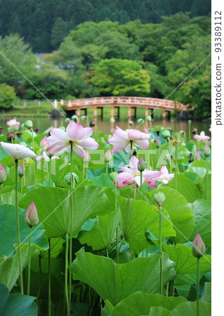 Lotus pond Lotus pond 93389112