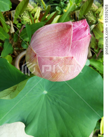 The pink bud of a lotus flower among green leaves. Vertical photo. The concept of beauty, Asian culture, purity and innocence. The pink bud of a lotus flower among green leaves. Vertical photo. The concept of beauty, Asian culture, purity and innocence. 93389268