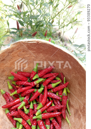 Small red chili peppers in a wooden plate against the background of growing chili pepper bushes. Harvest. Healthy nutrition. Spicy dishes. 93389270