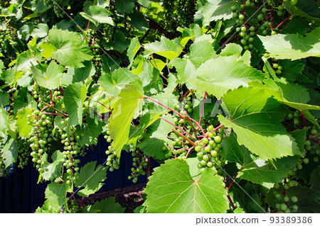 Green grapes. Large bunches of green grapes and leaves in the bright sun. Beautiful wallpaper. Healthy food. Natural berries and fruits. Product for making wine. Close-up Green grapes. Large bunches of green grapes and leaves in the bright sun. Beautiful wallpaper. Healthy food. Natural berries and fruits. Product for making wine. Close-up 93389386
